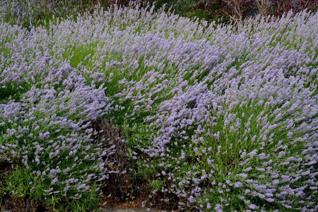Hotel Cigarral El Bosque Tolède Extérieur photo Lavender